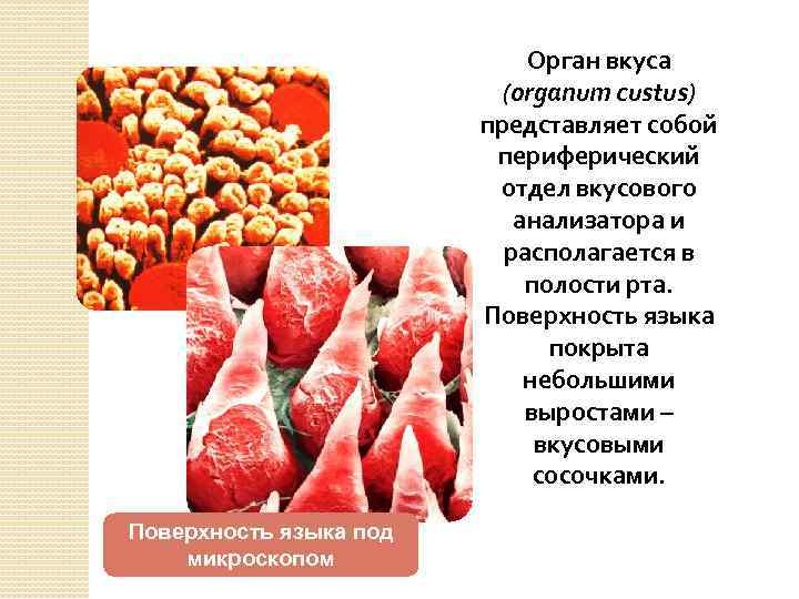 Орган вкуса (organum custus) представляет собой периферический отдел вкусового анализатора и располагается в полости