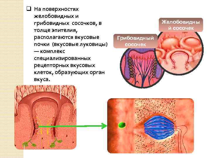 q На поверхностях желобовидных и грибовидных сосочков, в толще эпителия, располагаются вкусовые почки (вкусовые