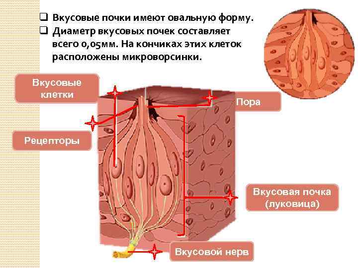 q Вкусовые почки имеют овальную форму. q Диаметр вкусовых почек составляет всего 0, 05