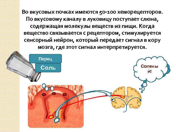 Во вкусовых почках имеются 50 -100 хеморецепторов. По вкусовому каналу в луковицу поступает слюна,
