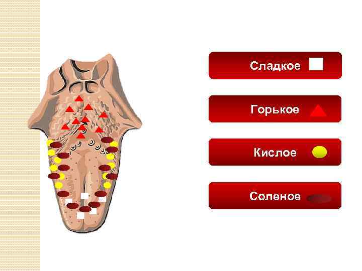 Сладкое Горькое Кислое Соленое 