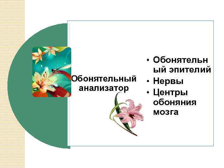 Обонятельный анализатор • Обонятельн ый эпителий • Нервы • Центры обоняния мозга 