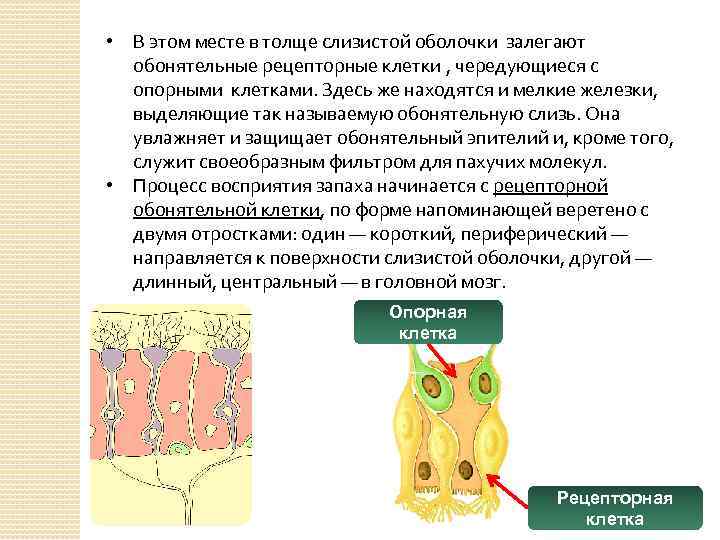  • В этом месте в толще слизистой оболочки залегают обонятельные рецепторные клетки ,
