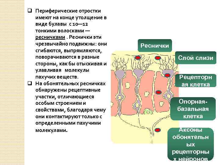 q Периферические отростки имеют на конце утолщение в виде булавы с 10— 12 тонкими