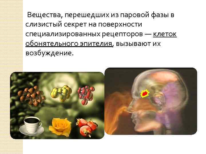 Вещества, перешедших из паровой фазы в слизистый секрет на поверхности специализированных рецепторов — клеток