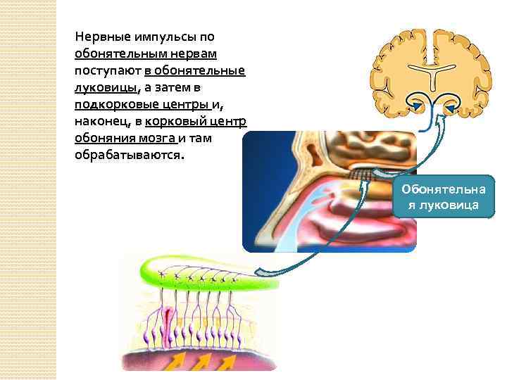 Нервные импульсы по обонятельным нервам поступают в обонятельные луковицы, а затем в подкорковые центры