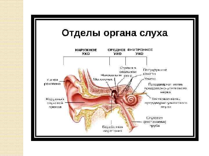 Изучение строения органа слуха на муляже. Строение уха наружное среднее внутреннее таблица. Основные отделы органа слуха.