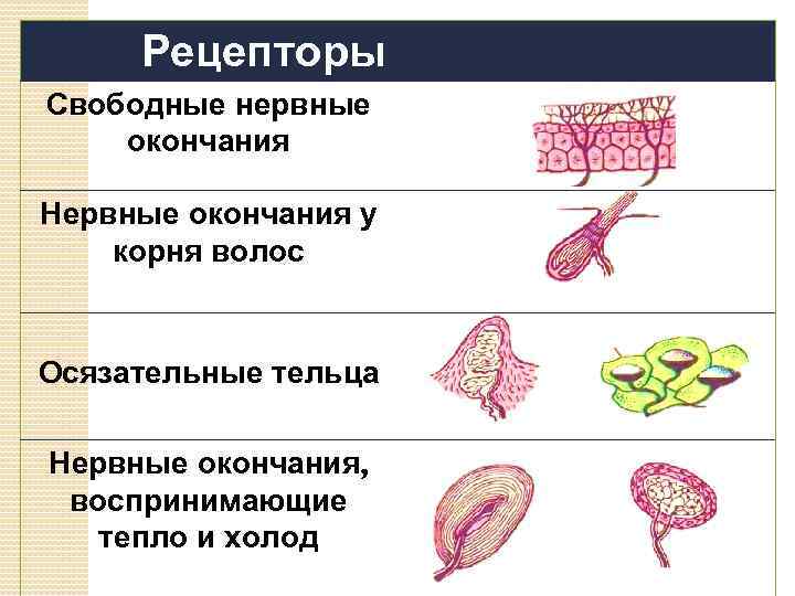Рецепторы Свободные нервные окончания Нервные окончания у корня волос Осязательные тельца Нервные окончания, воспринимающие
