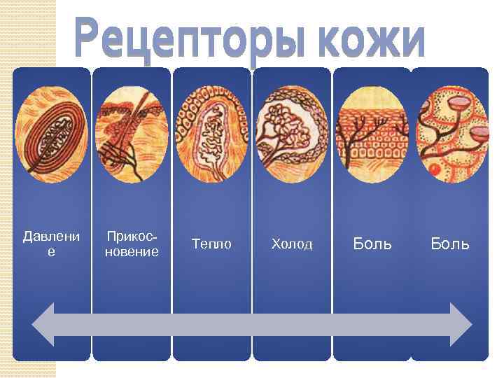 Давлени е Прикосновение Тепло Холод Боль 