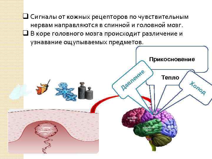 q Сигналы от кожных рецепторов по чувствительным нервам направляются в спинной и головной мозг.