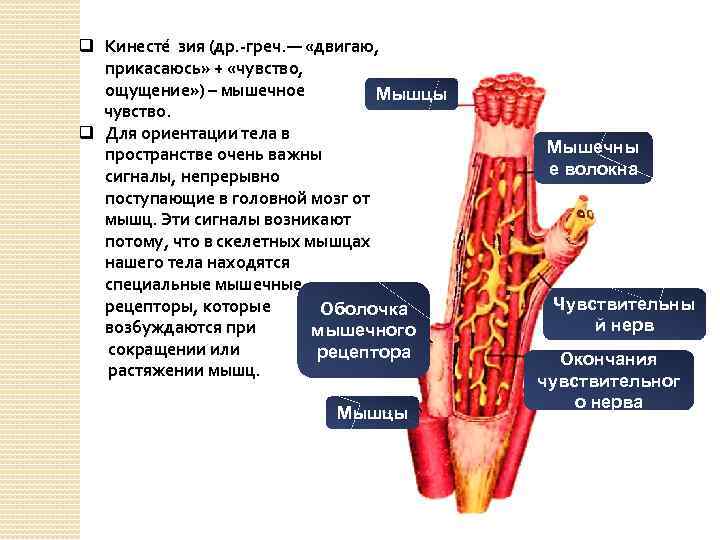 q Кинесте зия (др. -греч. — «двигаю, прикасаюсь» + «чувство, ощущение» ) – мышечное