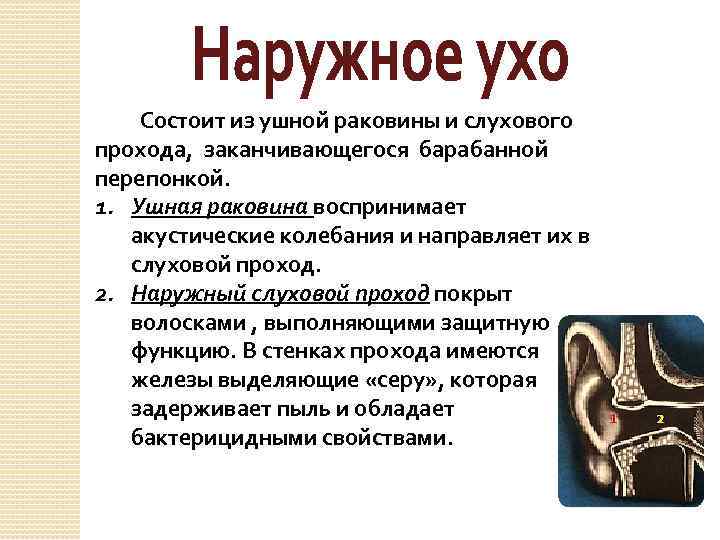 Что относится к наружному уху. Функции ушной раковины человека. Наружное ухо ушная раковина функции.