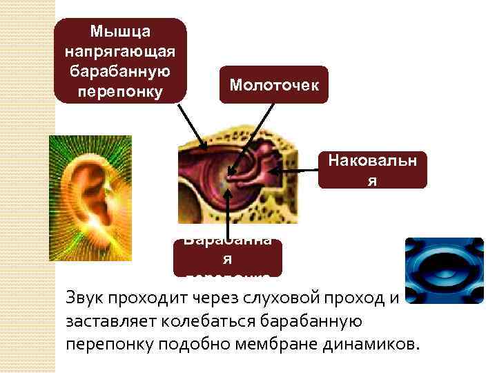 Мышца напрягающая барабанную перепонку Молоточек Наковальн я Барабанна я перепонка Звук проходит через слуховой