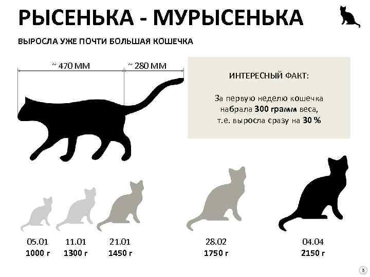 РЫСЕНЬКА - МУРЫСЕНЬКА ВЫРОСЛА УЖЕ ПОЧТИ БОЛЬШАЯ КОШЕЧКА ~ 470 ММ ~ 280 ММ