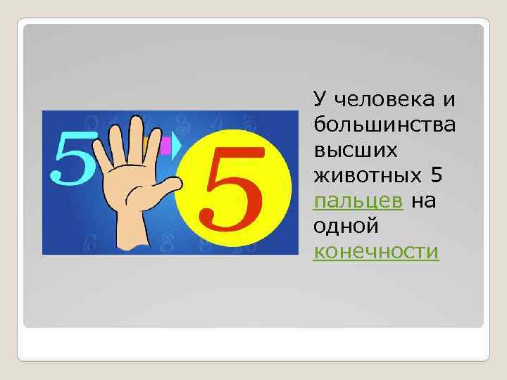 У человека и большинства высших животных 5 пальцев на одной конечности 