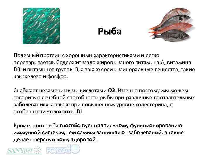 Рыба Полезный протеин с хорошими характеристиками и легко переваривается. Содержит мало жиров и много