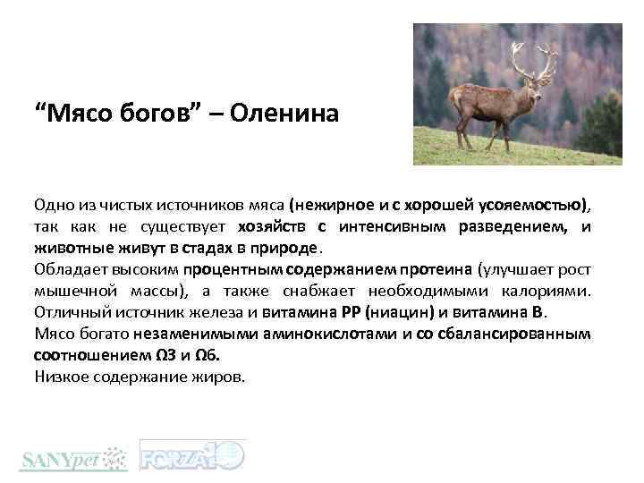 “Мясо богов” – Оленина Одно из чистых источников мяса (нежирное и с хорошей усояемостью),