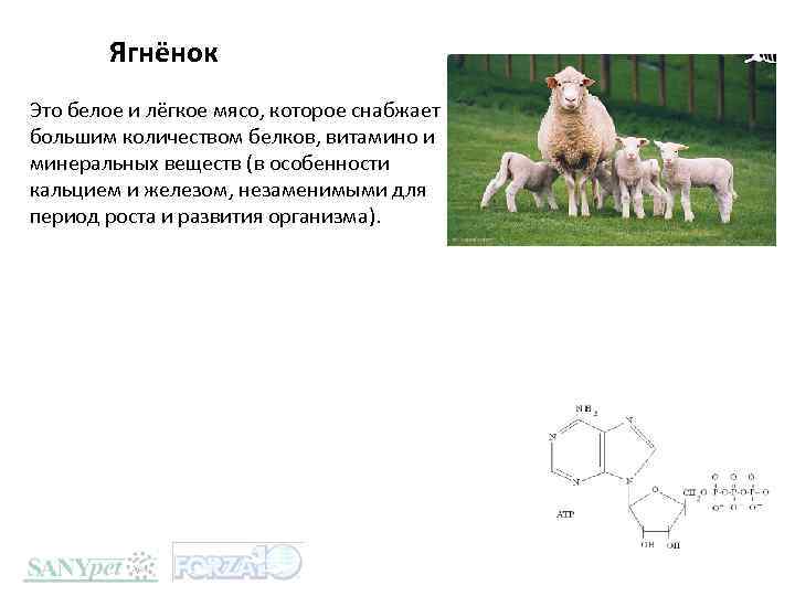 Ягнёнок Это белое и лёгкое мясо, которое снабжает большим количеством белков, витамино и минеральных