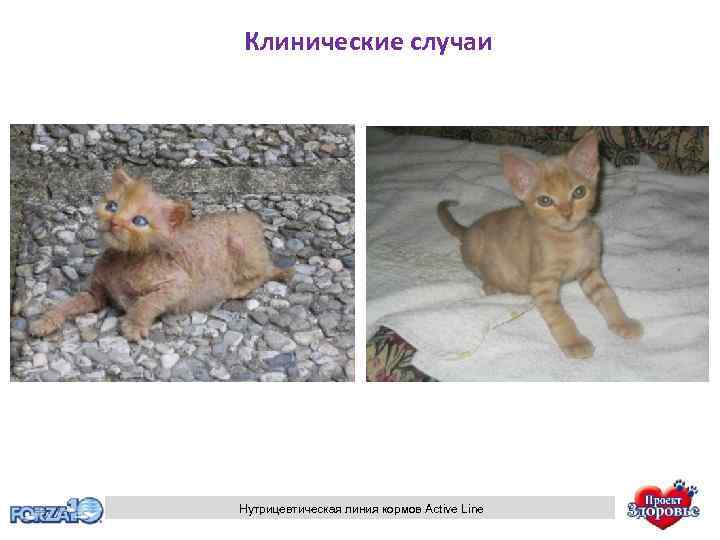 Клинические случаи Нутрицевтическая линия кормов Active Line 