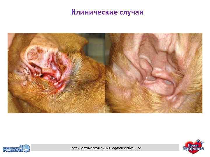 Клинические случаи Нутрицевтическая линия кормов Active Line 