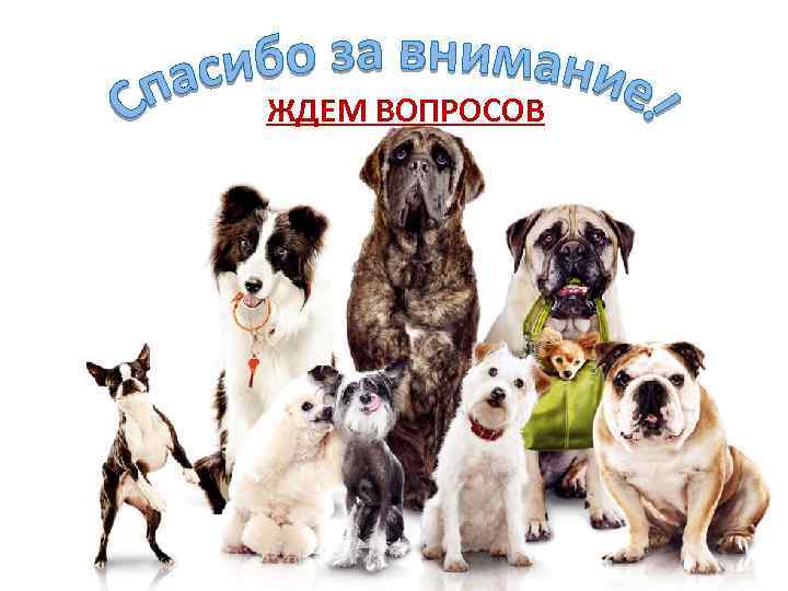 ЖДЕМ ВОПРОСОВ 