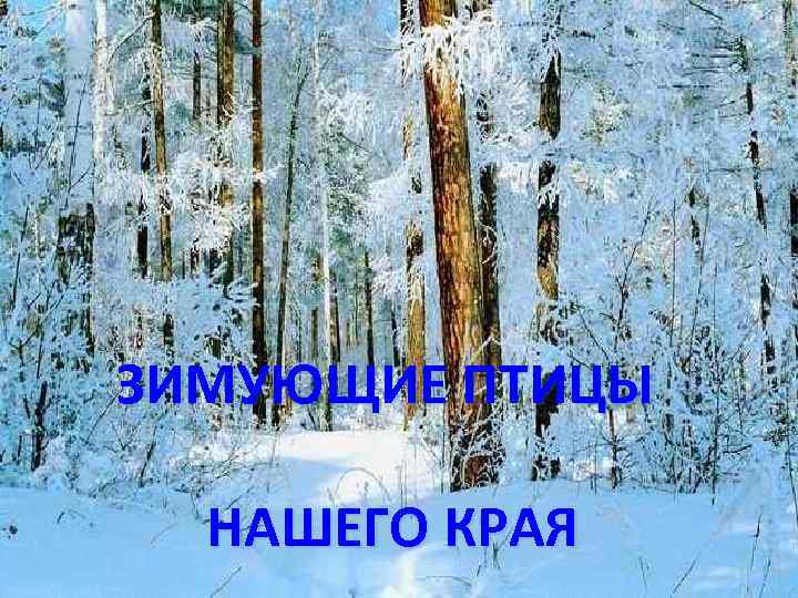 ЗИМУЮЩИЕ ПТИЦЫ НАШЕГО КРАЯ 