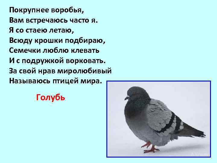 Покрупнее воробья, Вам встречаюсь часто я. Я со стаею летаю, Всюду крошки подбираю, Семечки