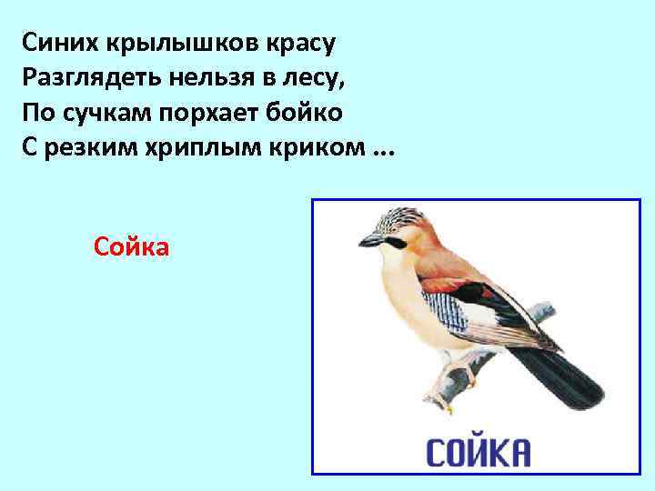 Синих крылышков красу Разглядеть нельзя в лесу, По сучкам порхает бойко С резким хриплым