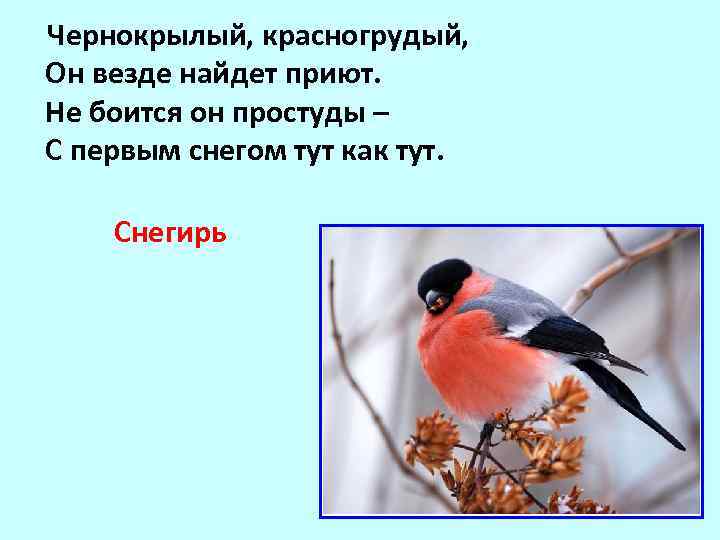  Чернокрылый, красногрудый, Он везде найдет приют. Не боится он простуды – С первым