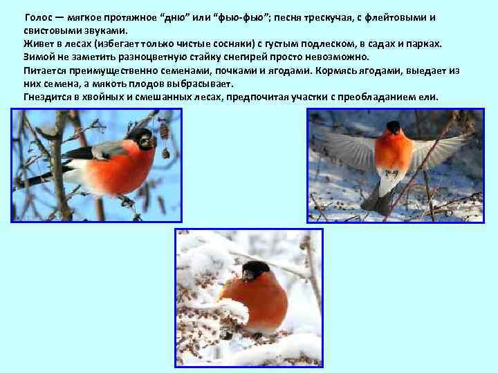  Голос — мягкое протяжное “дню” или “фью-фью”; песня трескучая, с флейтовыми и свистовыми