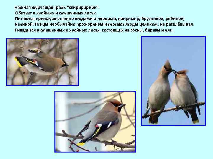  Нежная журчащая трель “свирири”. Обитает в хвойных и смешанных лесах. Питаются преимущественно ягодами