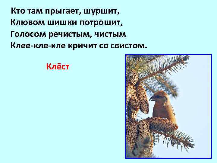  Кто там прыгает, шуршит, Клювом шишки потрошит, Голосом речистым, чистым Клее-кле кричит со