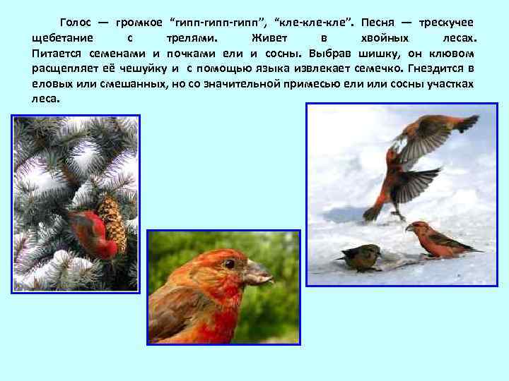  Голос — громкое “гипп-гипп”, “кле-кле”. Песня — трескучее щебетание с трелями. Живет в