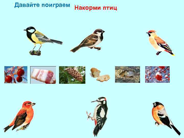 Давайте поиграем Накорми птиц 