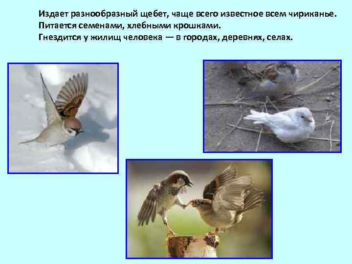  Издает разнообразный щебет, чаще всего известное всем чириканье. Питается семенами, хлебными крошками. Гнездится