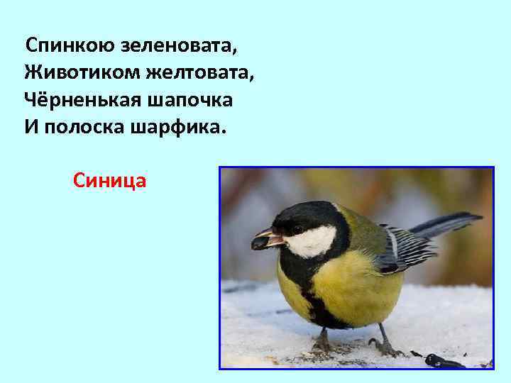  Спинкою зеленовата, Животиком желтовата, Чёрненькая шапочка И полоска шарфика. Синица 