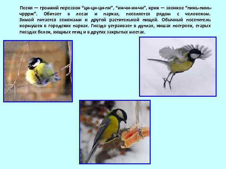  Песня — громкий перезвон “ци-ци-ци-пи”, “ин-чи-ин-чи”, крик — звонкое “пинь-пиньчрррж”. Обитает в лесах