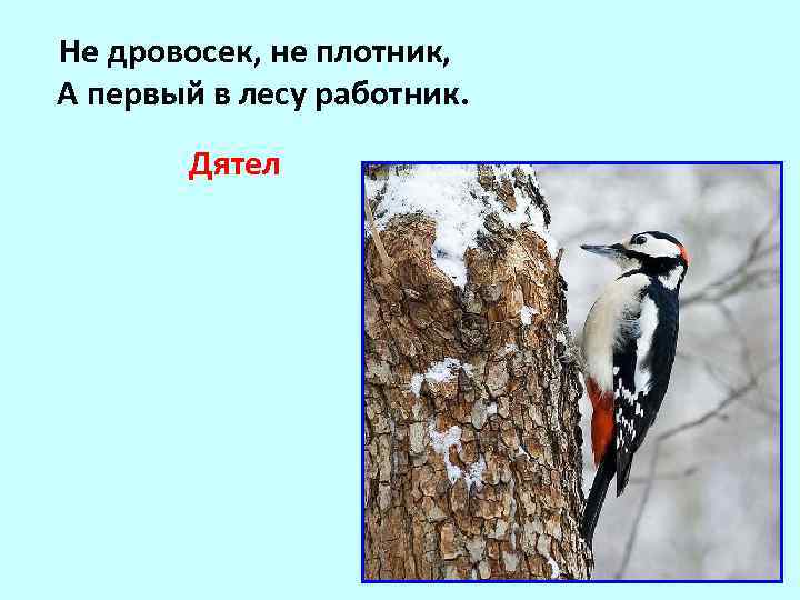  Не дровосек, не плотник, А первый в лесу работник. Дятел 