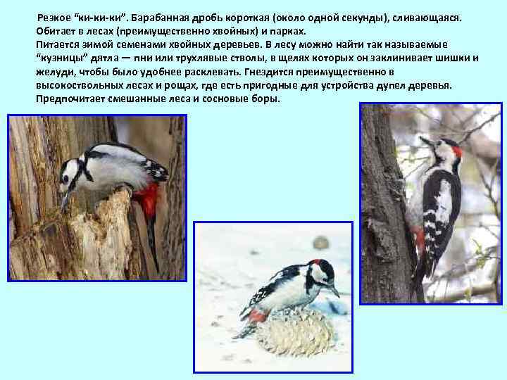  Резкое “ки-ки-ки”. Барабанная дробь короткая (около одной секунды), сливающаяся. Обитает в лесах (преимущественно