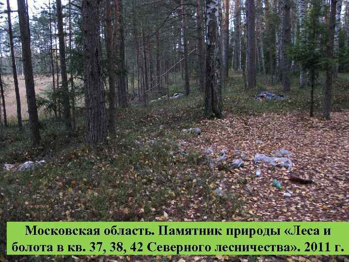 Московская область. Памятник природы «Леса и болота в кв. 37, 38, 42 Северного лесничества»