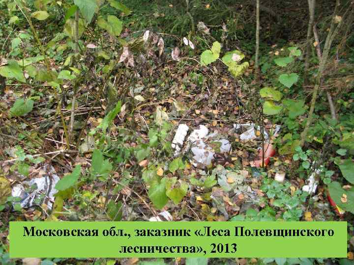 Московская обл. , заказник «Леса Полевщинского лесничества» , 2013 