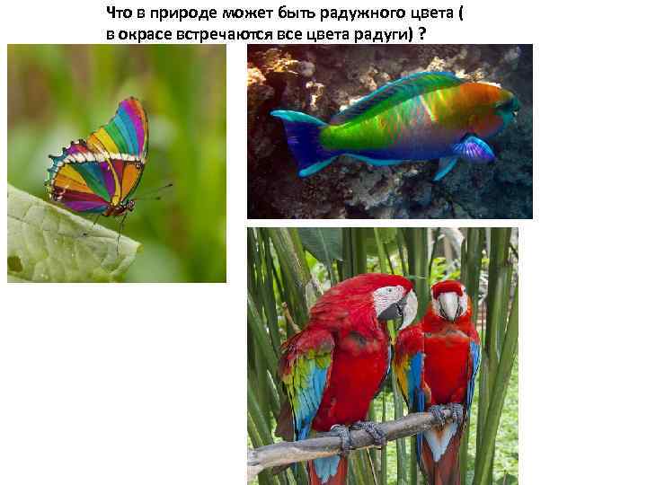 Что в природе может быть радужного цвета ( в окрасе встречаются все цвета радуги)