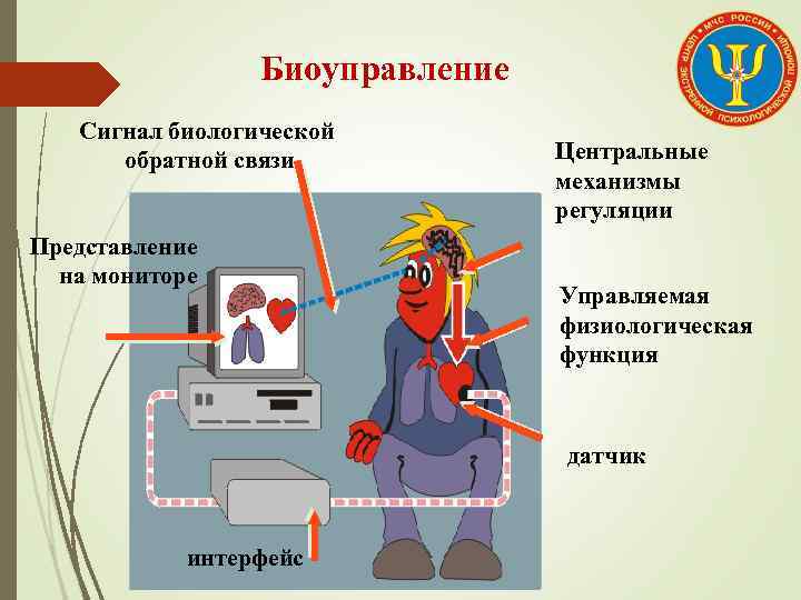 Биоуправление Сигнал биологической обратной связи Представление на мониторе Центральные механизмы регуляции Управляемая физиологическая функция