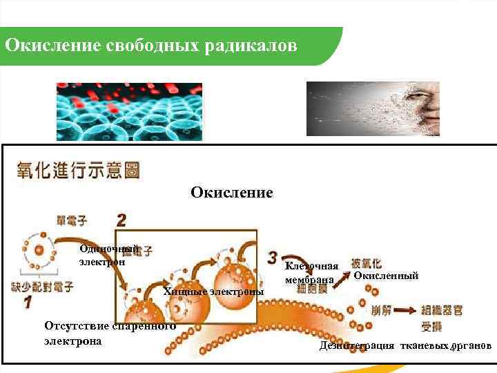 Окисление свободных радикалов Окисление Одиночный электрон Хищные электроны Отсутствие спаренного электрона Клеточная мембрана Окисленный