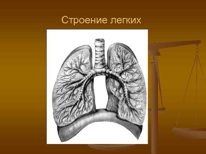 Строение легких 
