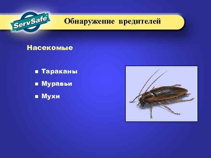 Обнаружение вредителей Насекомые n Тараканы n Муравьи n Мухи 