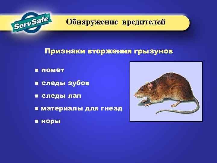 Обнаружение вредителей Признаки вторжения грызунов n помет n следы зубов n следы лап n