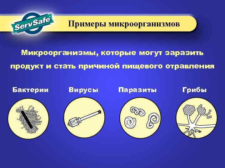 Примеры микроорганизмов Микроорганизмы, которые могут заразить продукт и стать причиной пищевого отравления Бактерии Вирусы