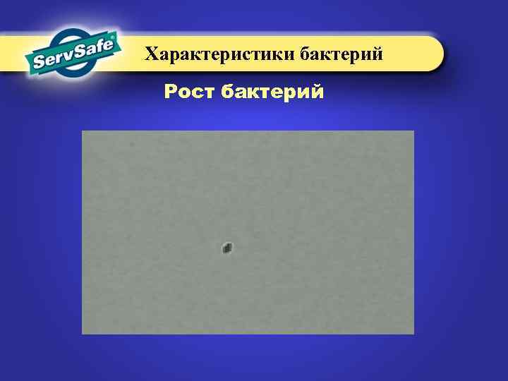 Характеристики бактерий Рост бактерий 