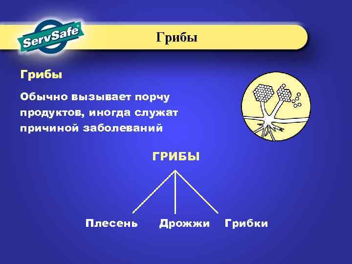 Грибы Обычно вызывает порчу продуктов, иногда служат причиной заболеваний ГРИБЫ Плесень Дрожжи Грибки 